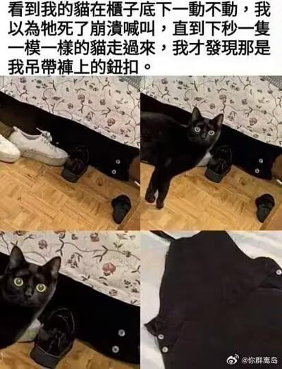 这是一组由四张照片和文字组成的搞笑图文。文字讲述了作者的经历：看到柜子底下有个一动不动的“黑猫”，以为猫死了而崩溃喊叫，直到另一只一模一样的猫走过来，才发现那其实是自己吊带裤上的黑色纽扣。照片依次展示了柜子下的“猫”（实际是纽扣）、真实黑猫走过的场景、黑猫的近照（眼睛圆睁）以及吊带裤纽扣的特写。因黑色纽扣与黑猫颜色、形状相似，加上光线等因素造成视觉误会，引发令人捧腹的乌龙事件。