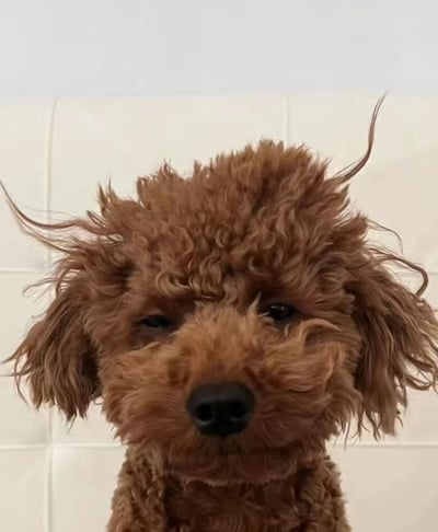 图片中是一只棕色泰迪犬的特写，其卷曲的毛发呈现出极度凌乱的状态，多根毛发向各个方向竖起，如同“炸毛”一般。狗狗眼神淡定，略带一丝迷茫，正直视镜头。背景为白色瓷砖墙面，整体画面聚焦于狗狗的头部，突出其蓬松凌乱的毛发和可爱喜感的表情，给人一种轻松有趣的感觉。
