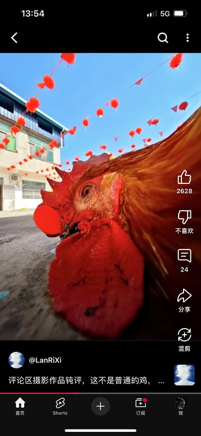 这是YouTube Shorts平台的短视频截图，采用低角度近距离拍摄一只大公鸡，公鸡的红色鸡冠和锐利的眼神占据画面核心，看起来极具“大佬气场”；背景是挂着红色灯笼与彩旗的户外街道，搭配居民楼与蓝天，充满生活气息。视频界面显示该内容获得2628个点赞、24条评论，发布者@LanRiXi配文“评论区摄影作品钝评，这不是普通的鸡，...”，通过拍摄角度制造出公鸡的反差感，搞笑又有趣。