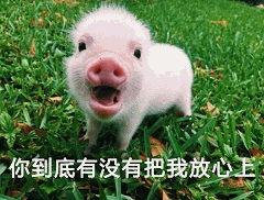 小猪委屈质问：你到底有没有把我放心上