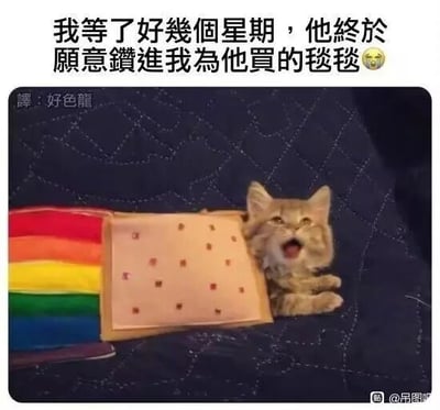 这是一张带有玩梗文字的萌宠静态图，画面中一只灰棕色的小猫将头从一个设计特殊的小毯子（粉色带点的部分形似男性私密部位，侧边带有彩虹条纹）的“洞口”处露出，嘴巴大张，表情既惊讶又兴奋，前爪搭在深色的床面上。图上方配有繁体文字：“我等了好幾個星期，他終於願意鑽進我為他買的毯毯😢”，下方标注“譯：好色龍”，这里运用了谐音和视觉双关梗，“毯毯”谐音“蛋蛋”，搭配“钻进去”的表述，翻译“好色龙”是对猫咪行为的调侃，让猫咪的日常行为变得搞笑又有趣，营造出反差萌的效果。
