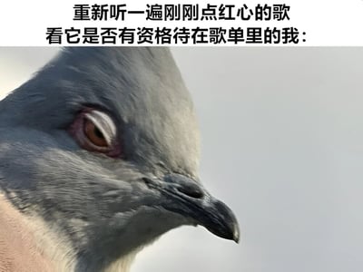 图片上方配有文字“重新听一遍刚刚点红心的歌 看它是否有资格待在歌单里的我：”，下方是一张鸽子的特写照片。鸽子眼神专注、表情严肃，仿佛正以审视的态度“检查”歌曲是否值得留在歌单中，用动物的拟人化表情幽默展现了人们对歌单质量的较真心态。