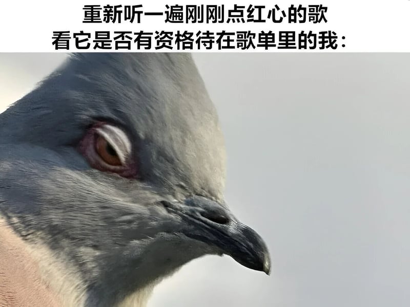 鸽子