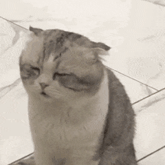 眯眼不爽的猫咪循环动图
