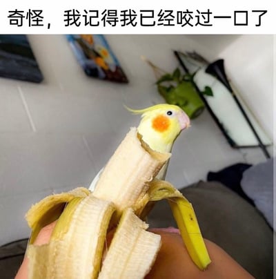 这是一张利用视觉错位效果制作的趣味梗图，将一只玄凤鹦鹉的头部放置在被剥开一部分的香蕉后方，让鹦鹉头部看起来像是从香蕉被咬开的缺口处“钻”了出来。配合顶部的文字“奇怪，我记得我已经咬过一口了”，营造出一种“咬完香蕉后发现香蕉里是鹦鹉，从而产生疑惑”的荒诞搞笑氛围，通过巧合的视觉搭配和文字的呼应，制造出幽默的反差感，适合用来表达疑惑、搞怪的情绪。