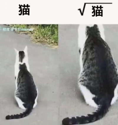 左右对比图，左侧为一只体型较小的猫咪背影，上方标注“猫”；右侧为一只体型较大的猫咪背影，上方标注“√ 猫”。通过两只猫咪的体型大小差异制造幽默效果，暗示右侧较大的猫咪才是“标准”的猫。图片左上角有水印“微博:@今日memes”。