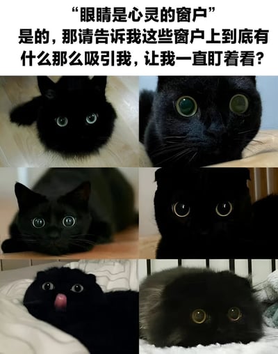这是一张由六张黑猫照片组成的拼贴图片，上方配有文字："眼睛是心灵的窗户 是的，那请告诉我这些窗户上到底有什么那么吸引我，让我一直盯着看？"。图片通过展示不同姿态和表情的黑猫，突出它们明亮有神的眼睛，幽默地呼应了
