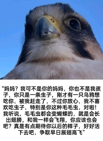 这是一张治愈系图文梗图，上半部分是一只隼类猛禽的近距离特写照片，它眼神温和，打破了猛禽凶猛的刻板印象；下半部分是一段拟人化的文案，模拟猛禽对误认它为妈妈的毛毛虫说话：先是纠正两者的身份，说明自己赶走了想吃毛毛虫的乌鸦，强调自己不吃虫子，接着提到听说毛毛虫会变成蝴蝶，表达了对毛毛虫未来的期待，鼓励它好好活下去、早日展翅高飞。文案将猛禽塑造成温柔善良的形象，与猛禽的固有印象形成反差，传递出温暖治愈的情绪。