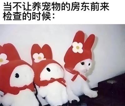图片上方有文字“当不让养宠物的房东前来检查的时候：”，下方展示了三个戴着红色兔子帽的形象，其中两个是毛绒玩具，中间一个实际上是一只戴着相同帽子的白色猫咪，猫咪正警惕地试图伪装成毛绒玩具来躲避房东检查，形成了幽默有趣的对比效果。