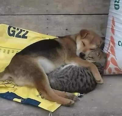 图片中一只棕色的狗狗和一只灰色的猫咪正依偎在一起睡觉，它们蜷缩在一个黄色的印有“G22”字样的袋子上，背景是木质墙面和另一个带有红色图案的袋子。狗狗将猫咪紧紧抱在怀里，两者都闭着眼睛，表情十分安详，整个画面充满了温暖和治愈的氛围，展现了跨物种之间的友爱与信任。