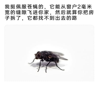 这是一张图文结合的内容，上方配有一段搞笑吐槽文字，以夸张的语气调侃苍蝇的迷惑行为：它能精准找到窗户仅2毫米宽的缝隙飞进室内，却在室内完全找不到出路，哪怕空间变得开阔也无法离开；下方是一张真实的黑色苍蝇静态照片，苍蝇停驻在纯白色的平面上，翅膀微张，肢体支撑身体，还原了日常室内常见的苍蝇形态，整体内容用幽默的方式展现生活中常见的有趣小细节，引发观者共鸣。