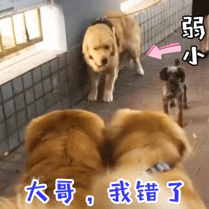 弱小狗狗向大哥认错的卑微日常