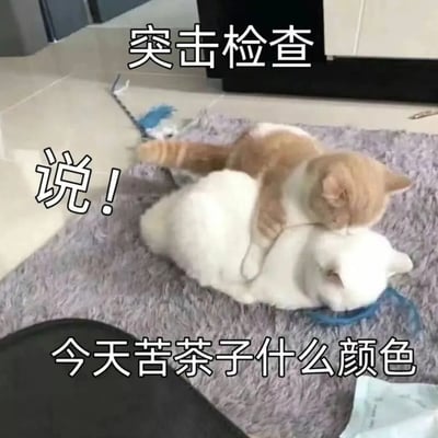 两只猫咪在紫色地毯上，橘白相间的猫趴在白猫身上，画面上方有“突击检查”字样，左侧配“说！”，底部文字为“今天苦茶子什么颜色”。通过拟人化的文字搭配猫咪互动场景，营造出一种幽默的“质问”氛围，仿佛猫咪在进行突击检查并调侃对方内裤颜色，整体风格轻松俏皮，充满生活趣味。