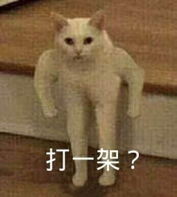 站立的白猫挑衅：打一架？