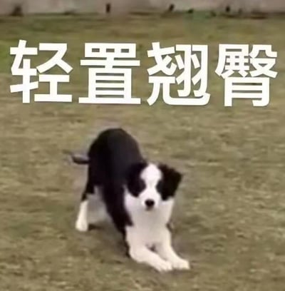 图片中是一只黑白相间的边牧犬，正趴在草地上，前肢向前伸展压低身体，臀部微微翘起，表情看起来俏皮可爱。图片上方有醒目的白色大字“轻置翘臀”，文字与狗狗的姿势完美呼应，形成一种幽默诙谐的效果。整体画面轻松有趣，展现了宠物的可爱瞬间，常被用作表达轻松、俏皮的情绪。
