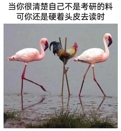这是一张充满自嘲意味的搞笑合成梗图，图片上方配有文字“当你很清楚自己不是考研的料可你还是硬着头皮去读时”。画面中，两只正常的火烈鸟在浅水中自然行走，而中间的公鸡被人为固定在两根竹竿上，用竹竿伪装成火烈鸟的长腿，试图强行融入火烈鸟的队伍，姿态窘迫又滑稽。这一画面精准比喻了那些明明知道自己不适合考研，却硬撑着和其他适配考研的人一起坚持的人的状态，生动刻画出勉强、窘迫的心境，很容易引发有类似经历的人的共鸣。