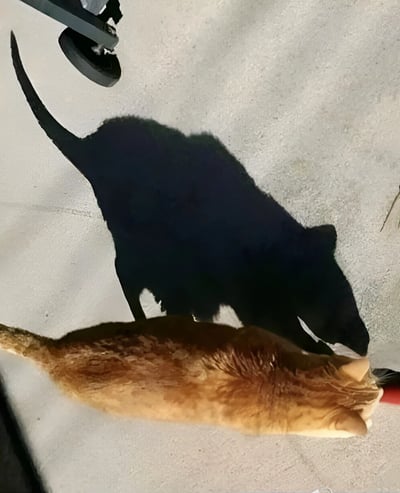 一只橘棕色的猫咪趴在浅色地面上，头部微微低下，似乎在专注地嗅闻或观察地面。有趣的是，猫咪的影子在光线照射下呈现出截然不同的形态——影子看起来像是一只体型更大、姿态更舒展的黑猫，尾巴高高翘起，头部转向一侧，与真实猫咪的姿势形成鲜明对比。左上角可见一个带轮子的物体底部，可能是家具或设备的一部分。整个画面利用光影效果形成了一种视觉错位，让猫咪的影子看起来像另一只完全不同的猫。