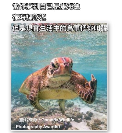 图片上方配有文字‘當你夢到自己是隻海龜 在海裡悠游 但是現實生活中的鳥事把你叫醒’，下方是一张海龟在水下的照片。海龟身体呈棕黄色，带有深色斑纹，正抬起一只前肢，仿佛在挥手或表达某种情绪。图片通过梦境中悠闲的海龟与现实中被‘鸟事’（琐事）叫醒的对比，幽默地表达了人们对现实生活中繁杂琐事的无奈与共鸣。