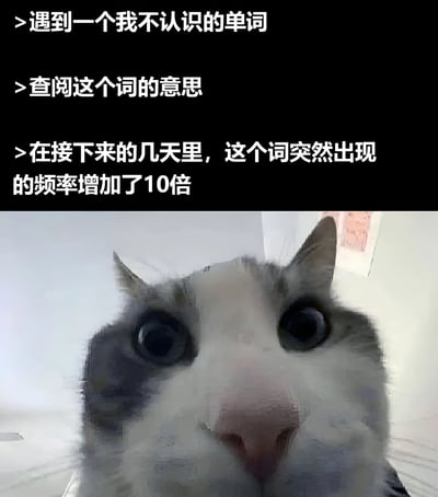 图片上半部分为三行白色文字，描述了遇到不认识的单词、查阅意思后该词出现频率激增的经历。下半部分是一张近距离拍摄的猫脸特写，猫咪眼睛瞪得很大，表情惊讶，仿佛对这种'查完就无处不在'的现象表示共鸣。整体通过文字与猫咪表情的结合，幽默地展现了人们在学习新事物后突然频繁注意到它的认知体验。