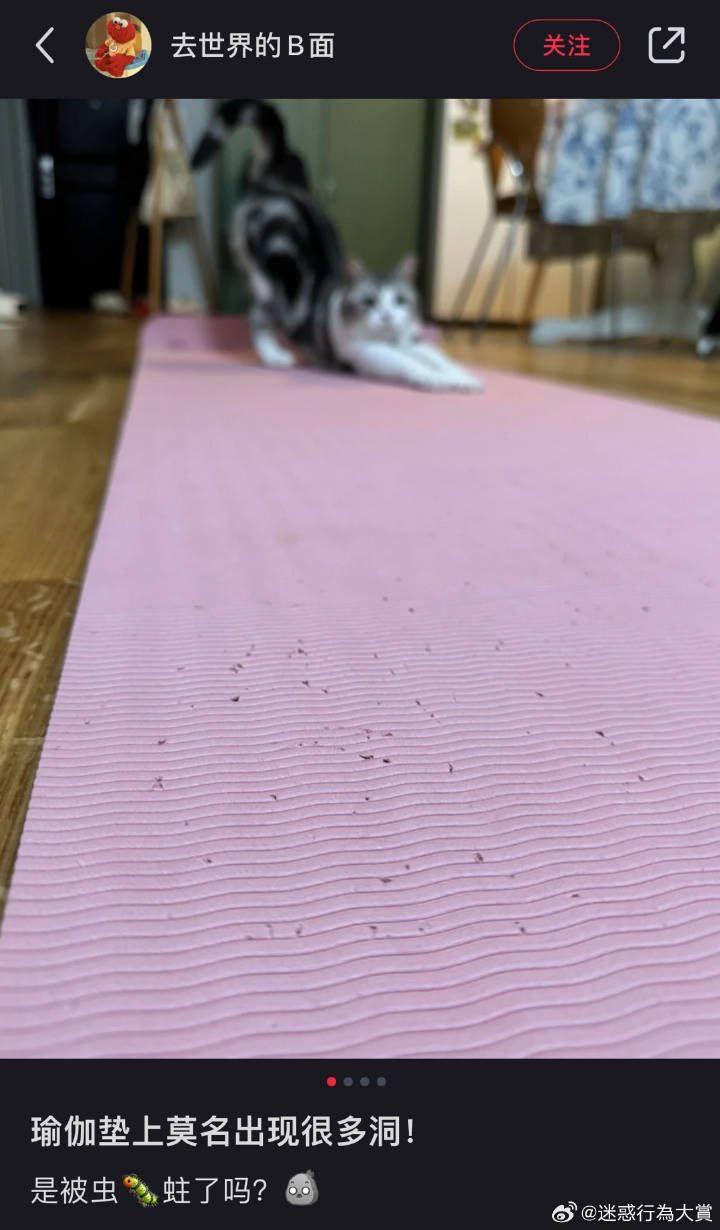 虎斑猫咪