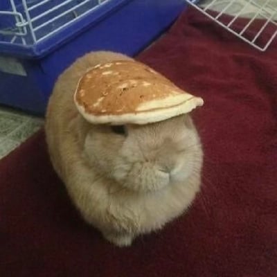 这张图片展示了一只浅棕色的垂耳兔，它趴在一块深紫红色的毛巾上，头顶稳稳地放置着一块煎制好的圆形松饼。松饼表面带有均匀的焦黄色斑点，看起来松软诱人，刚好挡住了兔子的眼睛，让兔子的面部呈现出温顺又懵懂的神态，画面充满可爱的反差感，治愈又搞笑。背景中能看到一个蓝色宠物笼的局部，暗示这是在室内的宠物生活场景，整体氛围轻松有趣，尽显宠物的软萌特质。