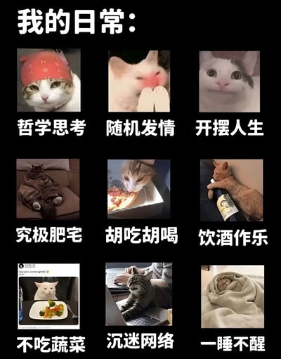这是一张以黑色为背景的九宫格猫咪表情包，上方有白色大字标题“我的日常：”。图片共包含9张不同猫咪的照片，每张照片下方都有对应的中文描述文字，分别是：哲学思考、随机发情、开摆人生、究极肥宅、胡吃胡喝、饮酒作乐、不吃蔬菜、沉迷网络和一睡不醒。这些猫咪表情和动作各异，通过拟人化的方式幽默地展现了当代年轻人的生活状态和心态。