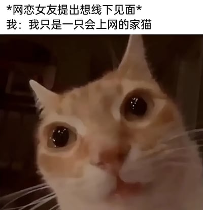 图片上方配有文字“*网恋女友提出想线下见面* 我：我只是一只会上网的家猫”，下方是一张家猫的特写照片。猫咪有着圆溜溜的大眼睛，眼神看起来无辜又带着一丝呆萌，仿佛在认真地表达自己“只是一只会上网的猫”的身份，以此幽默地回应网恋对象提出的线下见面请求，形成一种拟人化的搞笑效果。