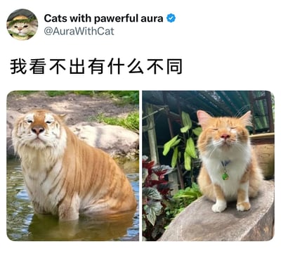 这是一张左右拼接的对比静态图，左侧是一只金虎站立在浅水中，抬头露出慵懒放松的神态，面部线条和嘴角弧度都显得十分悠闲；右侧是一只橘白相间的家猫，闭眼抬头坐在石块上，神态、嘴角弧度与左侧的金虎高度重合，仿佛是“缩小版的金虎”。图中配有中文文字“我看不出有什么不同”，左上角是Twitter（X）平台的账号标识，通过将大型猫科动物与家猫的神态进行对比，制造出幽默搞笑的效果，凸显出两者神态的高度相似性，引发观者的趣味共鸣。