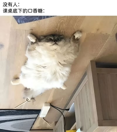 图片上方有两行文字，分别是“没有人：”和“课桌底下的口香糖：”。下方是一张照片，一只毛茸茸的灰白相间猫咪四肢张开、肚皮朝上地倒挂在木质表面（疑似课桌底部），表情淡定慵懒，通过拟人化手法幽默表现课桌底下口香糖“顽强黏附”的状态。