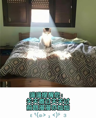 一张温馨的猫咪照片，画面中央一只灰白相间的猫咪正坐在床上，背后窗户透进的阳光形成了一道光束，给猫咪镀上了一层光晕，营造出神圣又温暖的氛围。床上铺着带有几何图案的黑白床单，整体色调柔和。图片下方配有励志文字："喵喵提醒您：关关难过关关过 前路漫漫亦灿灿"，以及一个可爱的颜文字符号"ε ٩(๑> ₃ <)۶ з"。