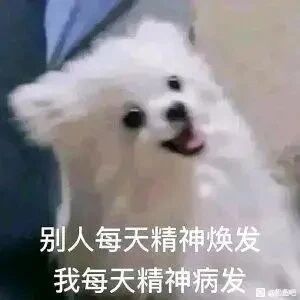 这是一张图文混排的表情包，主体是一只白色博美犬，它头部歪向一侧，眼睛睁大、嘴巴张开，毛发呈现炸开的状态，神态看起来亢奋又带点疯癫。图片底部配有黑色文字“别人每天精神焕发 我每天精神病发”，利用“精神焕发”与“精神病发”的谐音对比，幽默自嘲自己的精神状态和他人形成强烈反差，精准表达出在生活或工作压力下，自身疲惫、焦虑甚至有些“失常”的情绪，适合在社交媒体上用来吐槽压力、抒发无奈。
