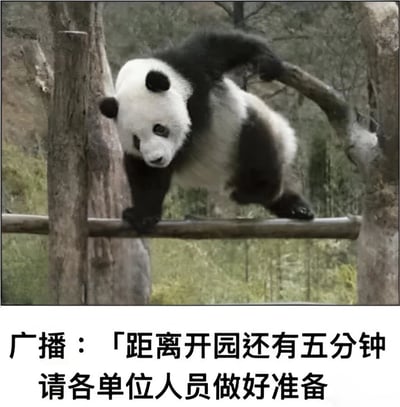 图片上半部分是一只熊猫站立在木杆上，抬起一只前爪，身体微微倾斜，眼神专注，似乎在做准备动作。下半部分配有文字：「广播：『距离开园还有五分钟 请各单位人员做好准备』」。整体通过熊猫的动作与广播文字结合，幽默地将熊猫拟人化，仿佛它在为动物园开园做准备，营造出可爱又搞笑的氛围。