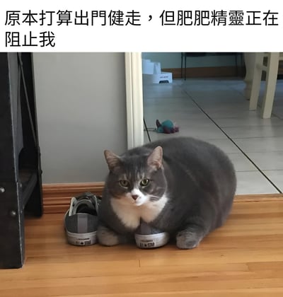 图片中一只胖乎乎的灰白相间猫咪趴在木地板上，正前方放着一双灰色的Converse All Star帆布鞋。猫咪身体挡住了通往门口的路，眼神平静地注视着前方。图片上方配有文字“原本打算出门健走，但是肥肥精灵正在阻止我”，将猫咪幽默地称为“肥肥精灵”，生动展现了宠物阻止主人外出运动的有趣场景，充满生活气息和幽默感。