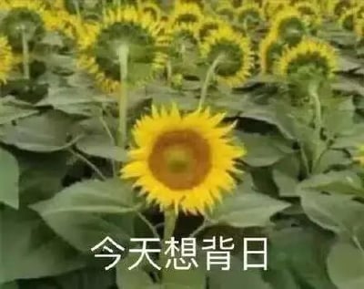 这是一张单图静态的顶配底文表情素材图，画面主体是一片向日葵田，绝大多数向日葵的花盘都背对镜头朝向远方，唯独位于画面中心的一朵向日葵花盘正对着镜头，形成鲜明的视觉反差。画面底部配有白色文字“今天想背日”，利用“背日”与“背锅”的谐音关系，玩了一个网络流行梗，以此来表达不想承担额外责任、不想“背锅”的情绪，适合在日常聊天或者职场交流中使用，传递出一种略带调侃的抗拒承担责任的心情。