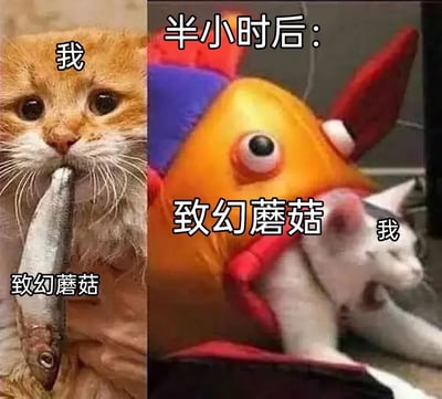 这是一张左右对比的搞笑迷因图，展示了猫咪误食致幻蘑菇前后的夸张变化。左边是一只橘猫叼着鱼，标注为"我"和"致幻蘑菇"；右边是半小时后的场景，一个色彩鲜艳、造型奇特的角色抱着一只白猫，同样标注了"致幻蘑菇"和"我"，通过角色互换幽默地表现了致幻效果。