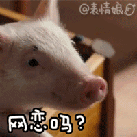 小猪探头问网恋吗