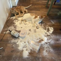 白橘色猫咪