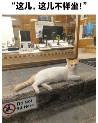 图片中一只橘白相间的猫咪正悠闲地趴在商店橱窗前方的石质窗台上，姿态放松。窗台下侧立着一块醒目的“禁止就坐”（Do Not Sit Here）标识牌，带有红色禁止符号。图片顶部添加了黑色加粗中文文字“这儿，这儿不样坐！”（推测为“不让坐”的笔误），仿佛有人在对猫咪“喊话”。猫咪无视标识的淡定模样与禁止就坐的规定形成鲜明对比，营造出幽默有趣的画面效果，展现了生活中意外的萌点与反差萌。
