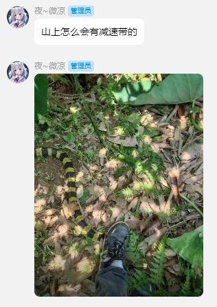 社交媒体截图，上方显示用户“夜~微凉”（管理员）的评论“山上怎么会有减速带的”，下方为实拍照片：山林地面上，一条黄黑相间的蛇盘踞在落叶与草丛中，旁边有一只穿着黑色鞋子的脚。图片通过蛇的黄黑条纹与减速带的视觉相似性制造幽默效果，属于视觉双关梗。