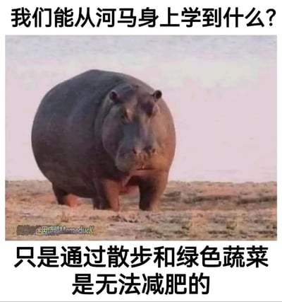 这是一张以减肥为主题的搞笑梗图，图中上方配文提问“我们能从河马身上学到什么？”，下方给出搞笑的“答案”：“只是通过散步和绿色蔬菜是无法减肥的”，中间是一张圆滚滚的河马站立在干燥地面上的图片。该图利用河马日常以绿色植物为食、活动多为散步但体型依旧肥胖的特点，幽默调侃了大众认知里“靠散步+吃青菜就能轻松减肥”的误区，用反差感制造笑点，很容易引发有减肥困扰的网友的共鸣。
