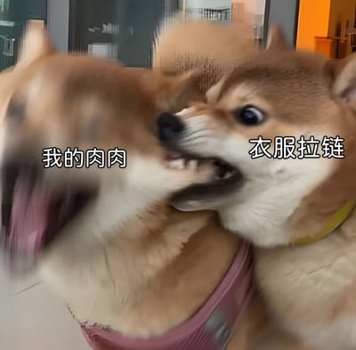 图片中两只柴犬正在互动，右边的柴犬正咬着左边柴犬的胸部位置，左边柴犬表情看起来有些痛苦。图片上添加了文字对白，左边柴犬旁边写着“我的肉肉”，右边柴犬旁边写着“衣服拉链”，通过拟人化的方式幽默地表现了这一场景，仿佛右边的狗把左边狗的肉当成了衣服拉链在拉扯。