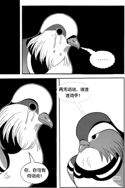 四格黑白漫画形式的“苦命鸳鸯”梗图二次创作。第一格：左侧鸽子双眼含泪，嘴角下垂，背景纯黑，气泡内容为“……”；第二格：同一只鸽子泪水加剧，身体微颤，气泡文字“你，你可有何话说！”；第三格：右侧鸽子表情冷峻，眼神锐利，气泡文字“再无话说，请速速动手！”。通过将原梗中董卓与吕布的角色替换为拟人化鸽子，保留悲情对话框架的同时增添动物萌系反差，形成荒诞幽默效果。