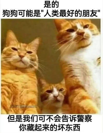 这是一张趣味十足的宠物表情包，上方文字点明“狗狗可能是人类最好的朋友”，下方文字则转折提出猫咪的“优势”——“我们可不会告诉警察你藏起来的坏东西”。图中三只橘猫神态淡定，带着不屑的拽酷感，仿佛在认真“宣誓”会帮主人保守秘密。通过狗狗和猫咪的人设对比，用幽默的反差感塑造出猫咪作为“靠谱秘密搭档”的搞笑形象，既调侃了宠物间的不同特质，又充满了网感，适合在社交场景中用来表达幽默、调侃，或是回应关于宠物的话题。
