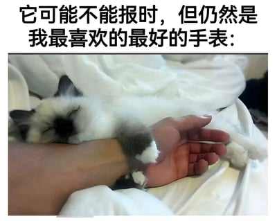图片上方有文字'它可能不能报时，但仍然是我最喜欢的最好的手表：'，下方是一张照片，一只黑白相间的猫正熟睡在人的手腕上，猫咪的身体覆盖在手腕处，仿佛一块'手表'，营造出温馨可爱又幽默的氛围。