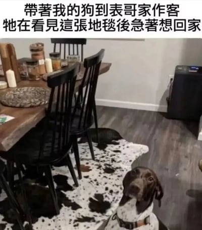 图片上方配有文字“带著我的狗到表哥家作客 牠在看見這張地毯後急著想回家”，下方是一张实拍的餐厅场景图。画面中可见木质餐桌，上面摆放着玻璃罐、蜡烛等物品，周围是黑色餐椅。地面铺着一块黑白不规则斑点图案的地毯，一只棕白相间的狗正抬头看向镜头，表情似乎带着一丝疑惑或紧张。整体场景展现了宠物在陌生环境中对特定物品（地毯）产生有趣反应的日常瞬间，充满生活气息和幽默感。