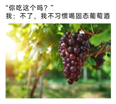 这是一张趣味梗图，采用图文混排的形式，上方设置了一段对话：询问者提出“你吃这个吗？”的问题，回答者则以“不了，我不习惯喝固态葡萄酒”回应，下方搭配一张实拍的、挂在葡萄藤上的新鲜紫葡萄照片。该图通过将葡萄调侃为“固态葡萄酒”的脑洞式说法，把日常的水果和饮品进行趣味关联，制造出荒诞又搞笑的幽默效果，属于网络上常见的玩梗类内容。
