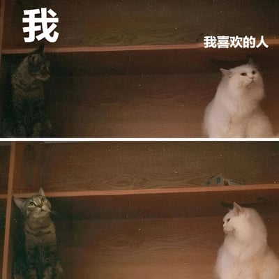 这是一张上下对比的猫咪梗图,通过两只猫的状态对比来幽默表现自我认知与对喜欢的人的看法。上半部分中,左侧灰色虎斑猫(标注'我')毛色普通、姿态随意地坐在架子左侧;右侧白色长毛猫(标注'我喜欢的人')毛色洁白蓬松、姿态优雅地坐在架子右侧。下半部分中,灰色虎斑猫仰头注视着右侧,而白色长毛猫则转头看向另一侧,形成了'我'仰慕对方但对方毫不在意的有趣对比。