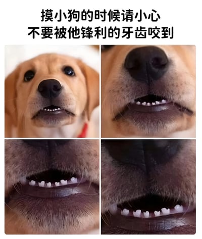 这是一张四宫格图文混排的静态图片，上方配有文字“摸小狗的时候请小心 不要被他锋利的牙齿咬到”。四个格子中依次展示了一只黄色小狗的面部特写，从整体脸部逐渐放大到嘴巴区域，重点突出小狗露出的牙齿，形成一种幽默的反差感——看似可爱的小狗其实有着“锋利”的牙齿。