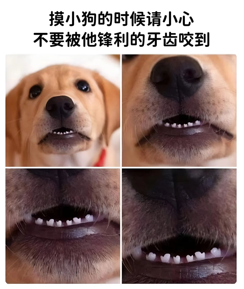 小黄狗
