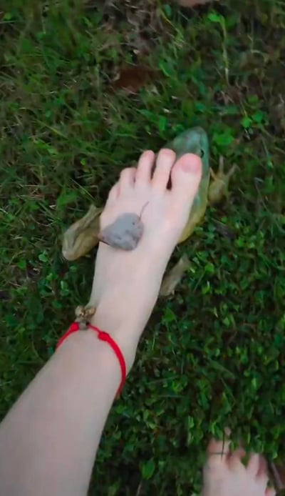 一张俯拍视角的照片，展示了一只赤脚踩在绿色草地上。脚背上有一只小老鼠，它的身体呈灰褐色，尾巴细长，正安静地趴在脚趾根部。脚踝处戴着一个红色的绳子手链，绳子上还系着一些小装饰物。在脚的后方，可以看到一只绿色的青蛙，它的身体部分被脚遮挡，只露出了背部和后腿。整个场景发生在户外的草地上，周围长满了绿色的青草和一些小植物，营造出一种自然、意外又略带可爱的氛围。